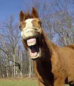 horse_laughing.jpg