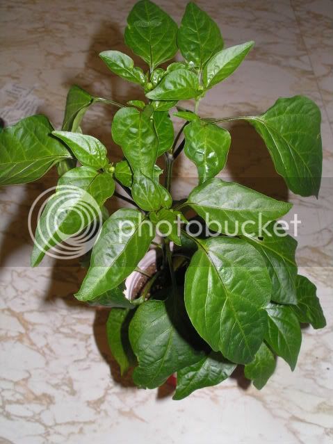 TurkishCayenne040409.jpg