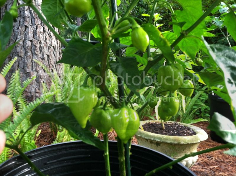 Pepper201218.jpg