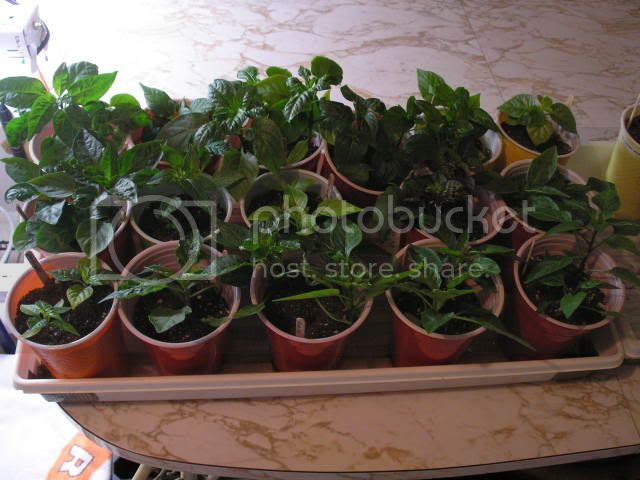 DsPepperFlat1031809.jpg