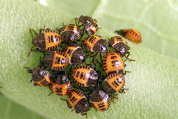 instars-i-full.jpg
