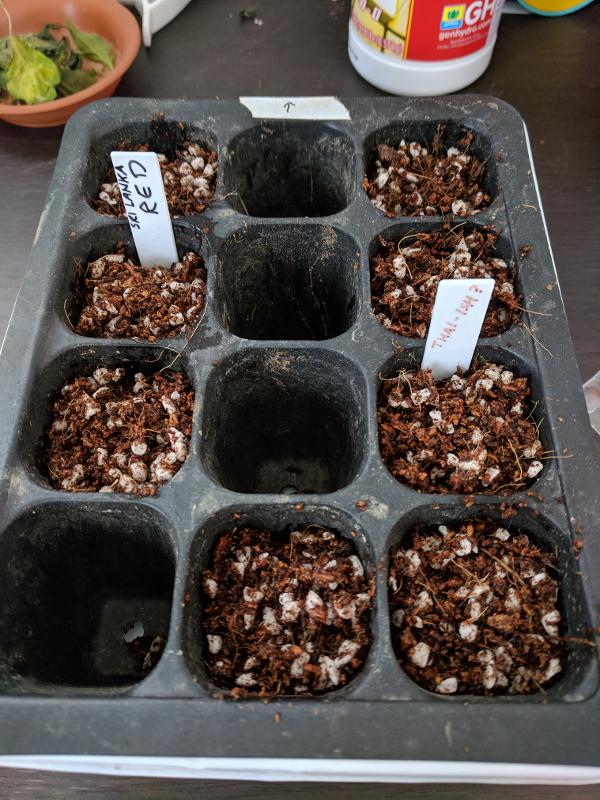 seeds-in-coir.jpg