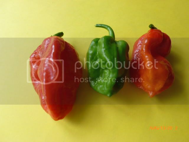 DareF-1-VladanSmiciklas-RainbowChiliSeedsP1000874.jpg