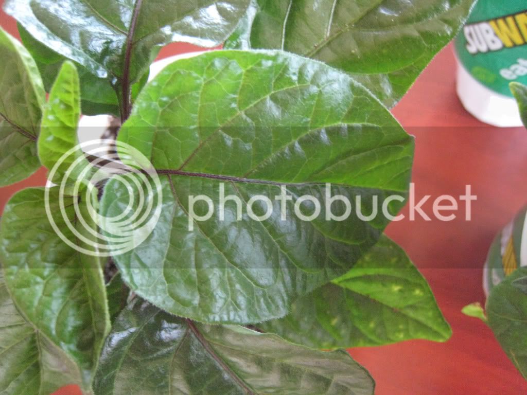 leaf1-plant2.jpg