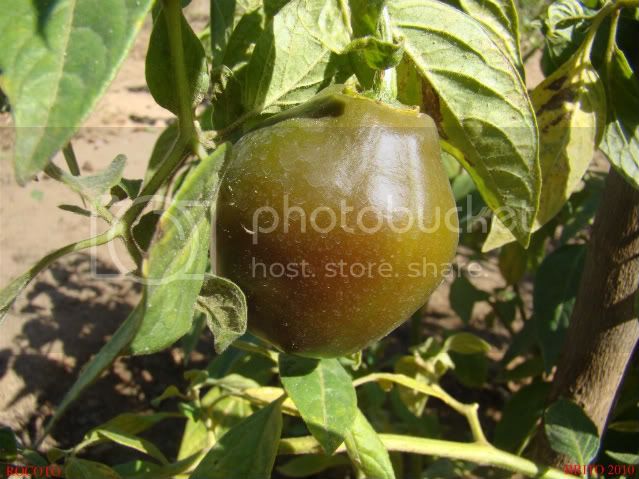 Rocoto-uma-outra-espcie.jpg