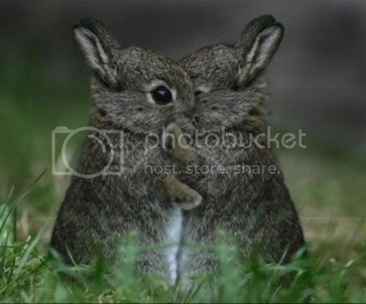 bunnies-hugging_zpseda74f44.jpg