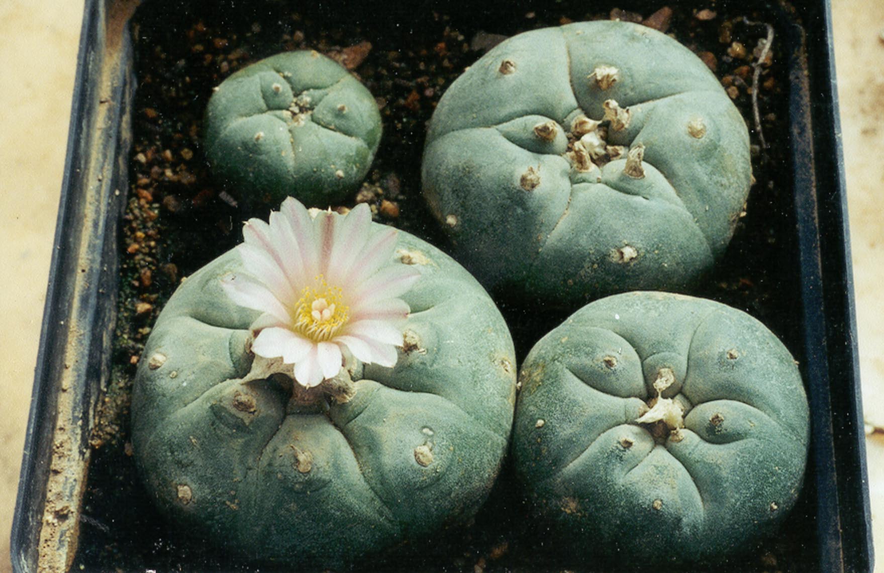 peyote-buttons-in-a-box.jpg