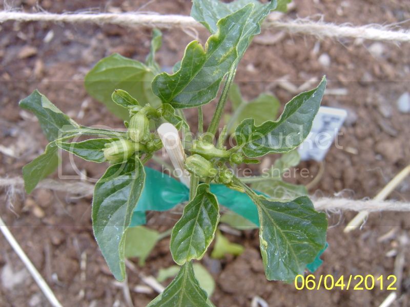 BulgarianCarrotwithbuds6-4-12.jpg