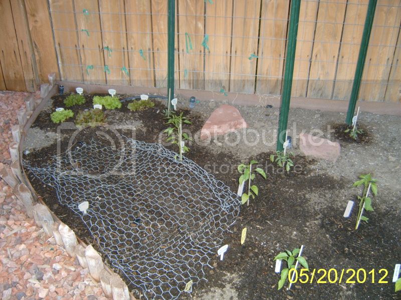 Leftsideofveggiebed5-20-12.jpg