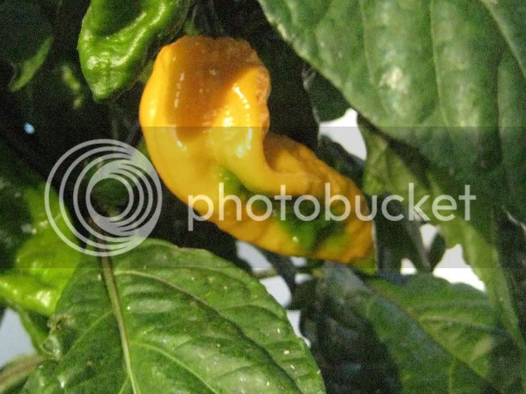 ybhut07.jpg