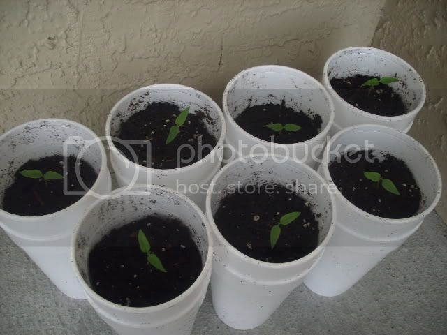 bhutjolokias5daysold10hrsaftertransplant.jpg