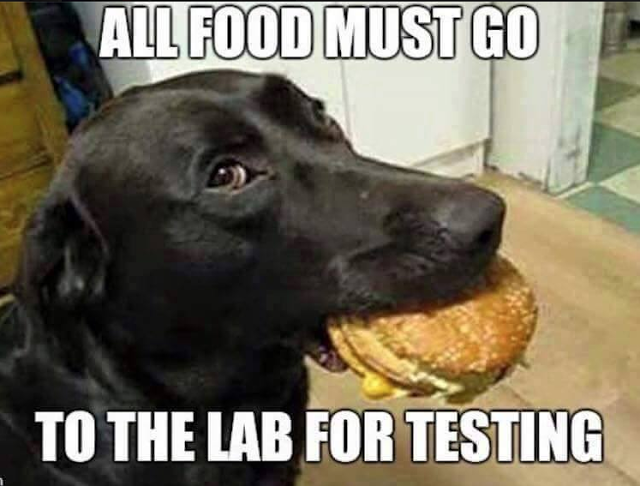 Dog_Lab_Animal.png