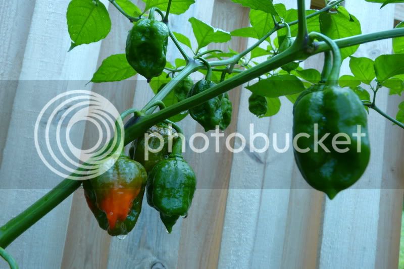 7PodPrimo-VladanSmiciklas-rainbowchiliseedsP1040713.jpg