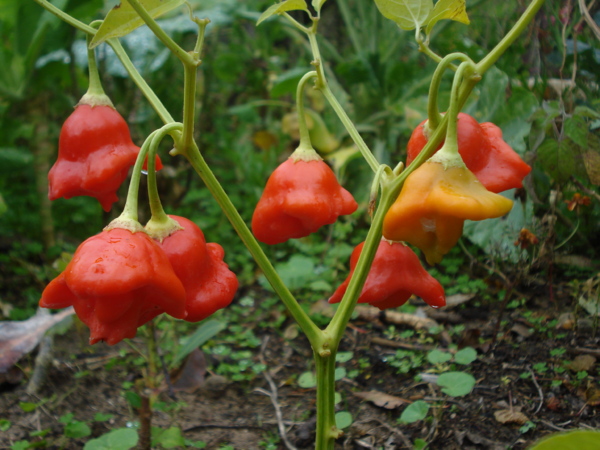 capsicum-baccatum.jpg