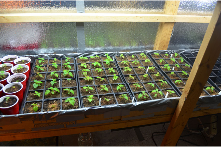 seedlings2.jpg