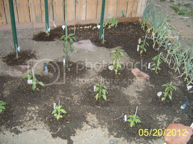 Rightsideofveggiebed5-20-12.jpg