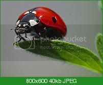 ladybird-1.jpg