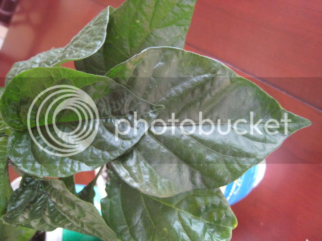 leaf2-plant1.jpg