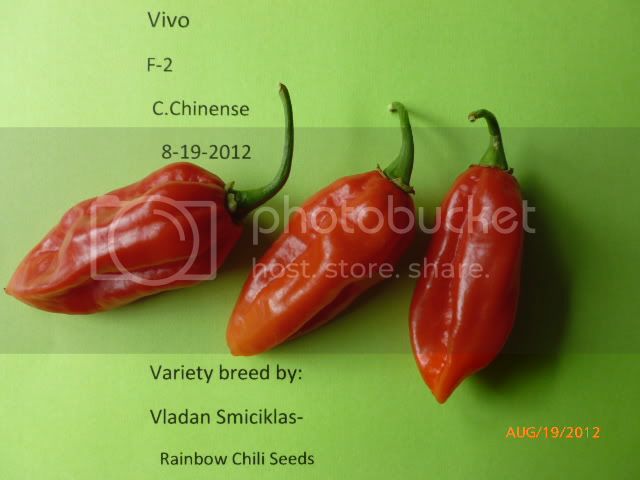 VivoF-1-VladanSmiciklas-RainbowChiliSeedsP1000985.jpg