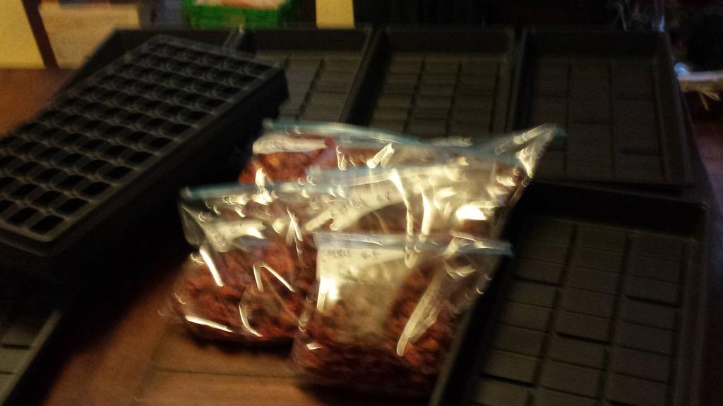 Trunk Shabu, Germination and Beyond - Day 1