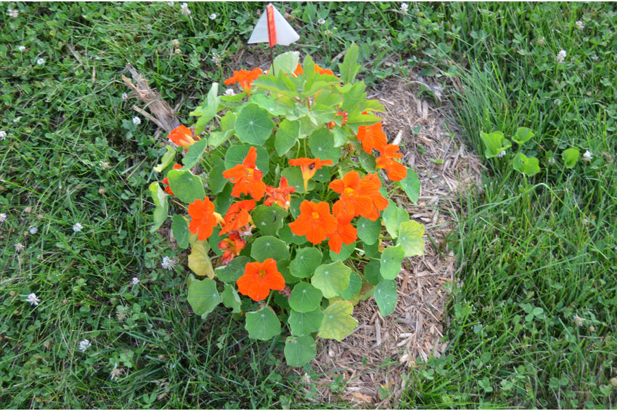 nasturtium.jpg