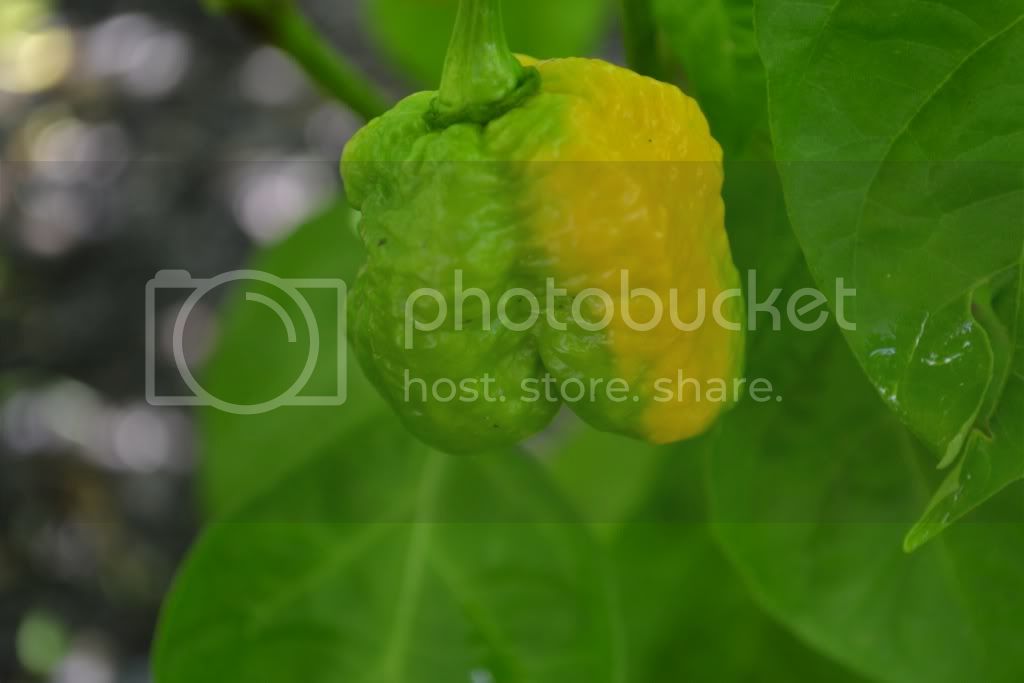 file-26.jpg