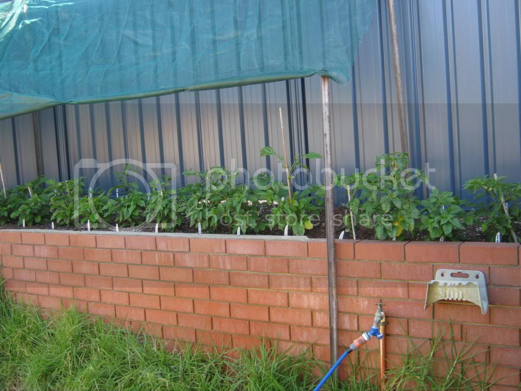 Gardenrecovery008.jpg
