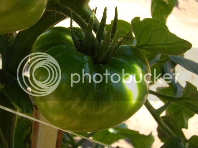 Tomate-6.jpg