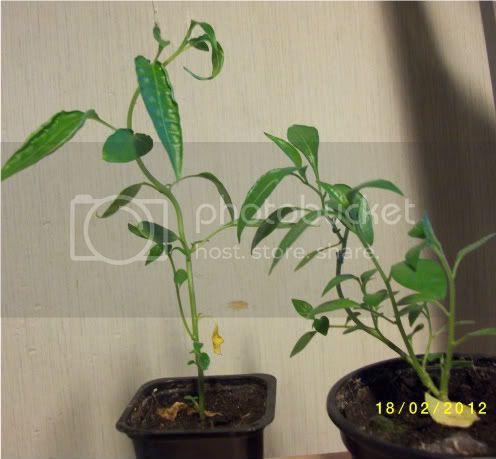 Chiliplanttuja008-1.jpg