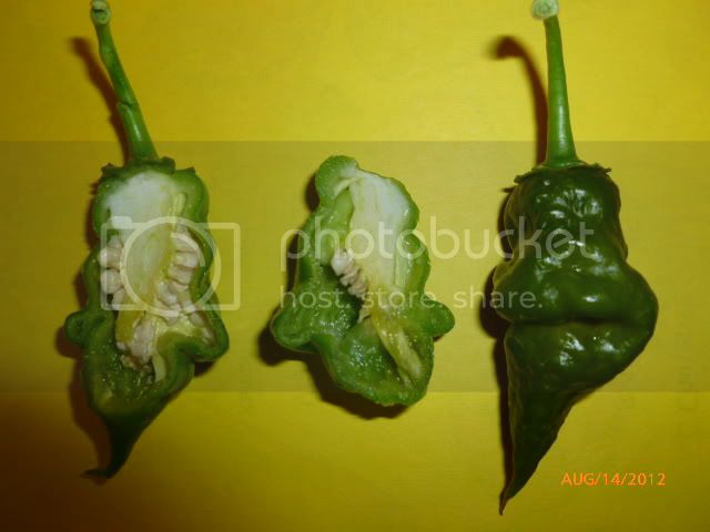 GreenScorpion-VladanSmiciklas-RainbowChiliSeedsP1000916.jpg