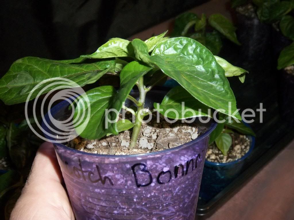 Pepperplants1-14-13008_zpsf3625237.jpg
