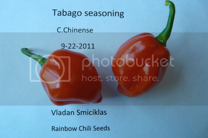 Tabagoseasoning-VladanSmiciklas-rainbowchiliseedsP1050068.jpg