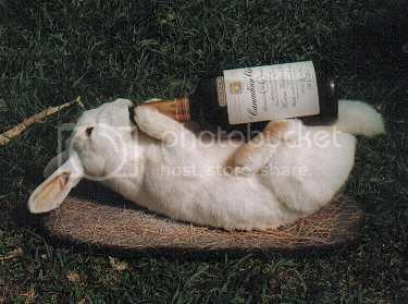 Drunk-rabbit_zps840c9f97.jpg
