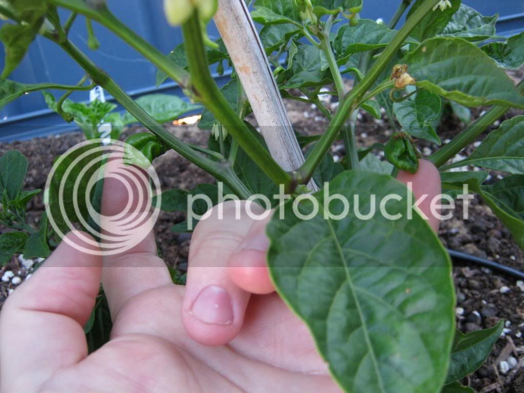 Gardenrecovery023.jpg