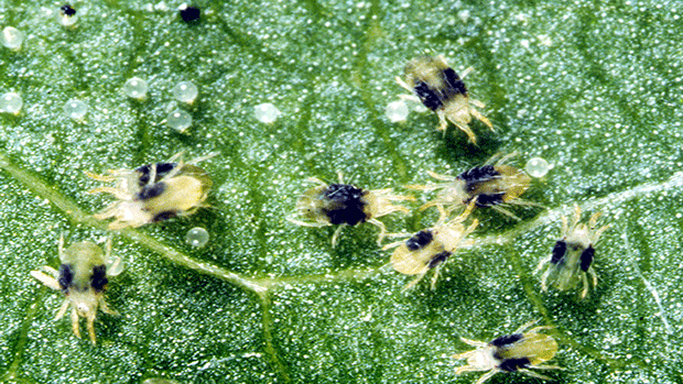 Adult-and-Egg-Two-Spotted-Spider-Mites_Wikimedia-Commons_Feature-Image.gif