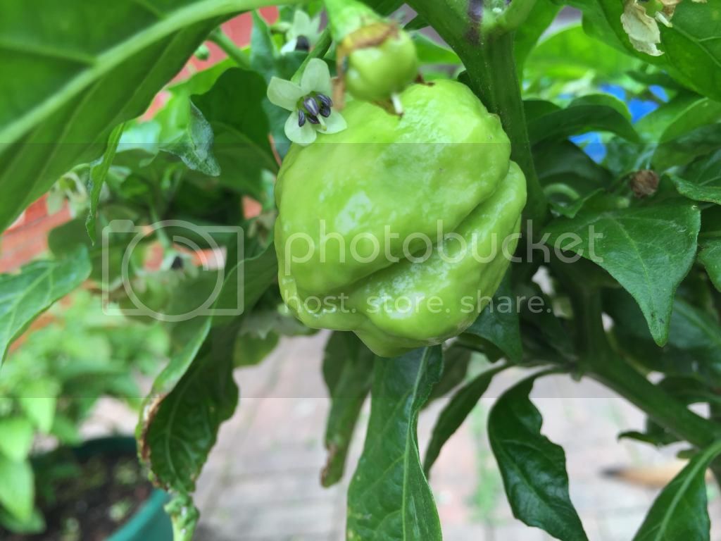 largebrownbhut_zps48cf6e84.jpg