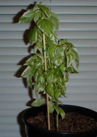 basil20110212.jpg