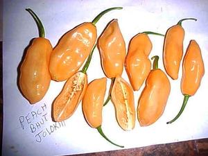 smooth%20peach%20bhut.jpg