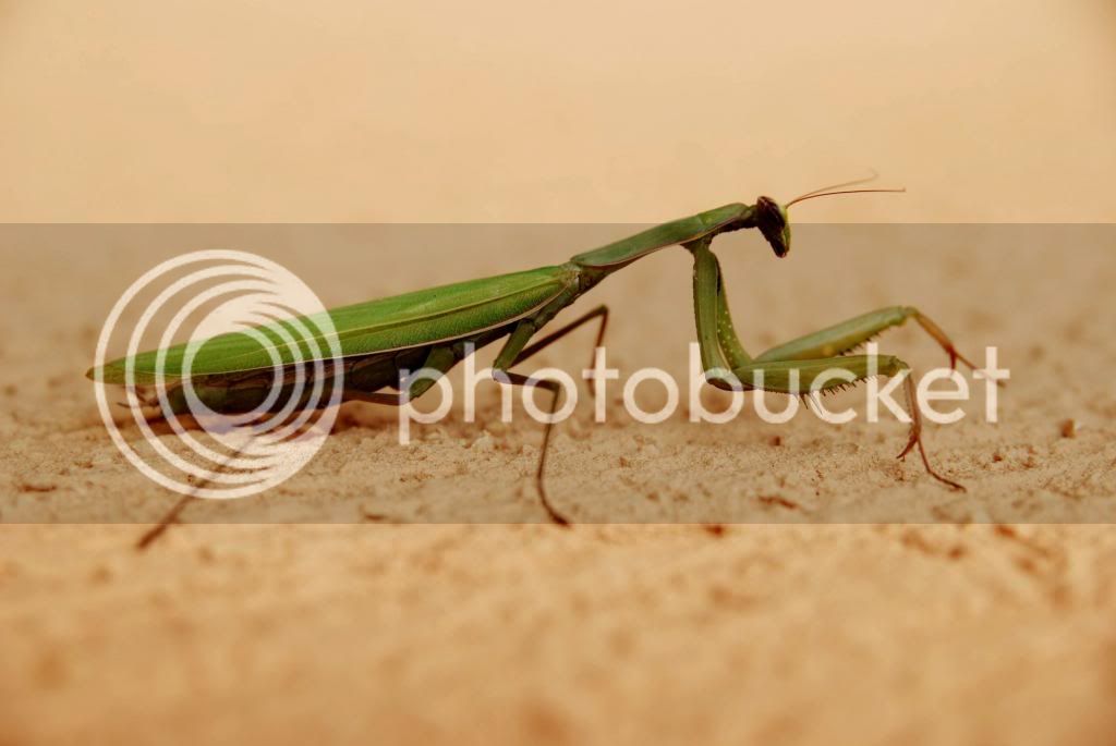 mantis_zps26e18c82.jpg