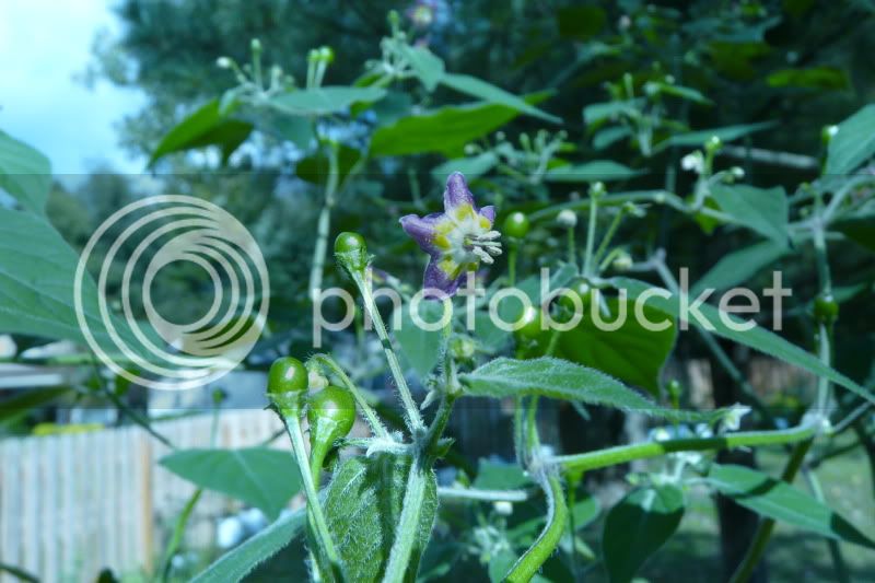 CumariVerdadeira-VladanSmiciklas-rainbowchiliseedsP1040879.jpg