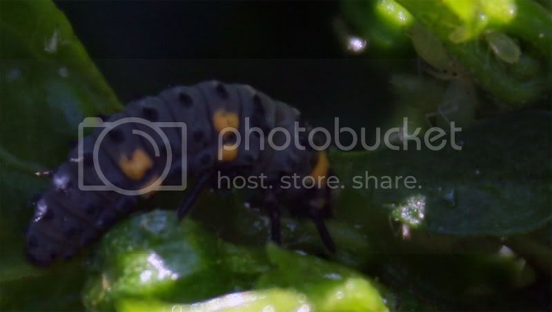 ladybugfeast004.jpg