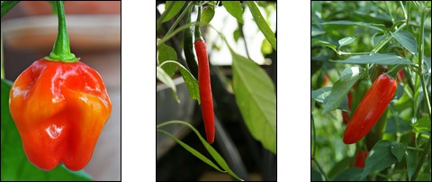 chilli-peppers.jpg