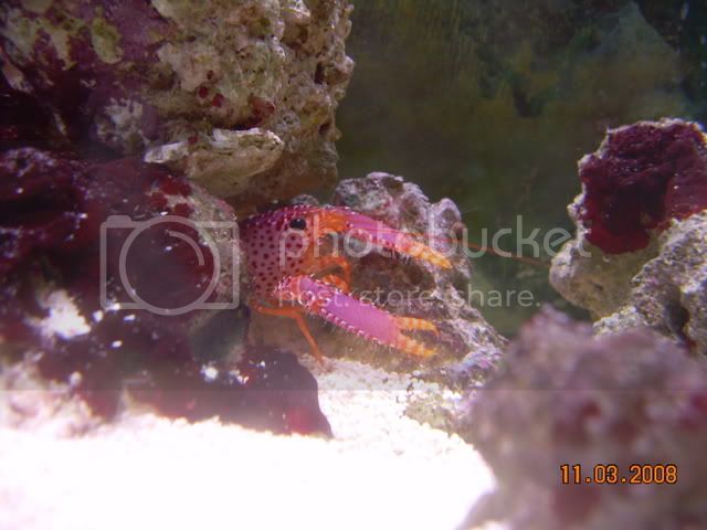 Aquarium068.jpg