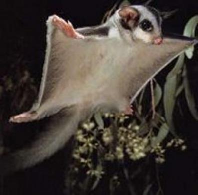 sugar_glider_gliding-2951.jpg