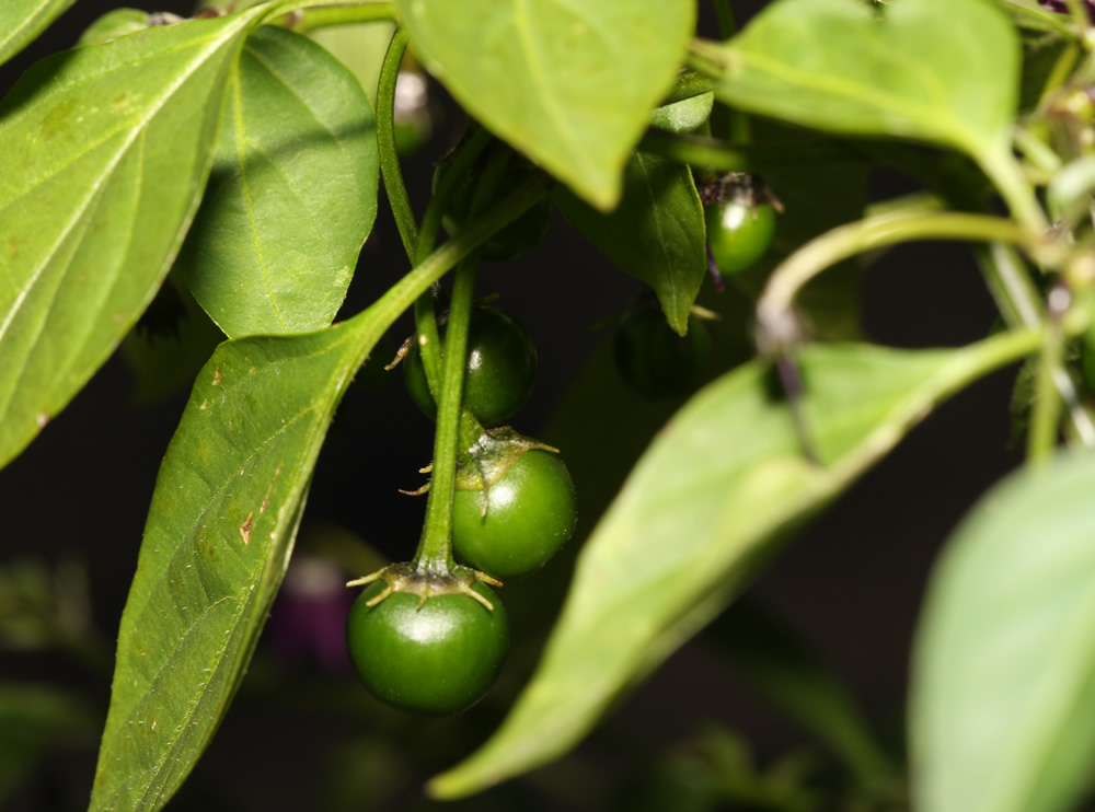 20190719%20Rocopica%20Pods1K.jpg