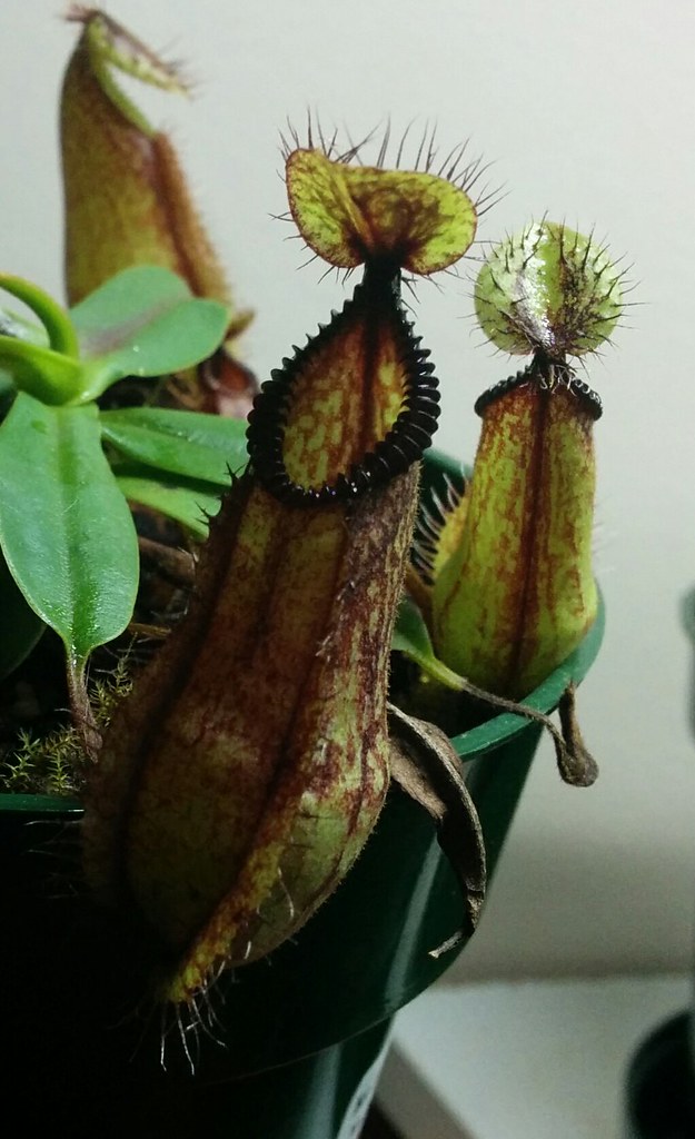 How revive sphagnum moss/CARNIVOROUS PLANTS 