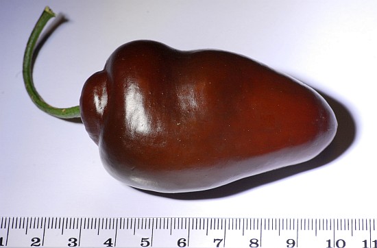 brown_rocoto345.jpg