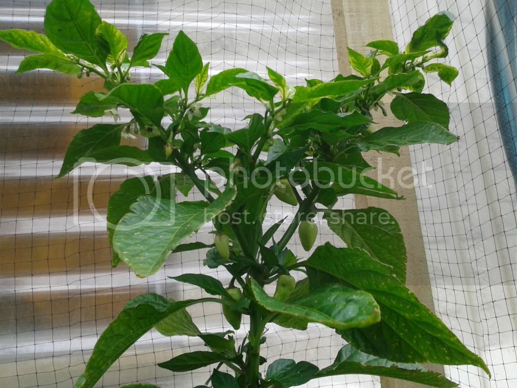 brownbhutler1_zps40b36f4e.jpg