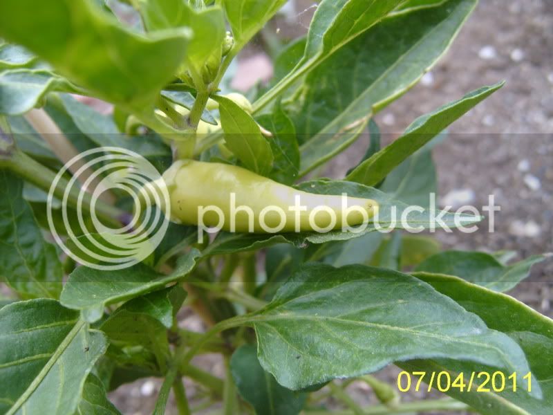 SantaFeGrandepepper7-7-11.jpg