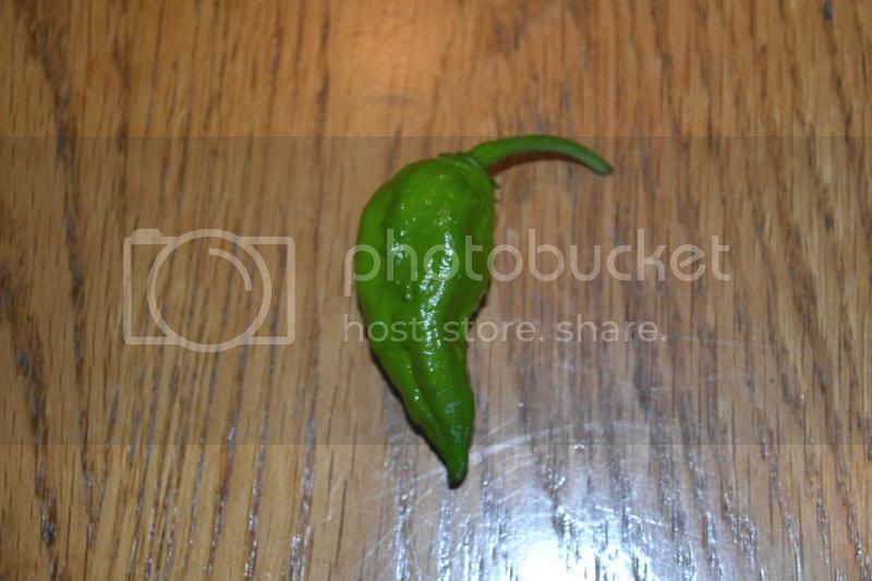 bhut1-2.jpg